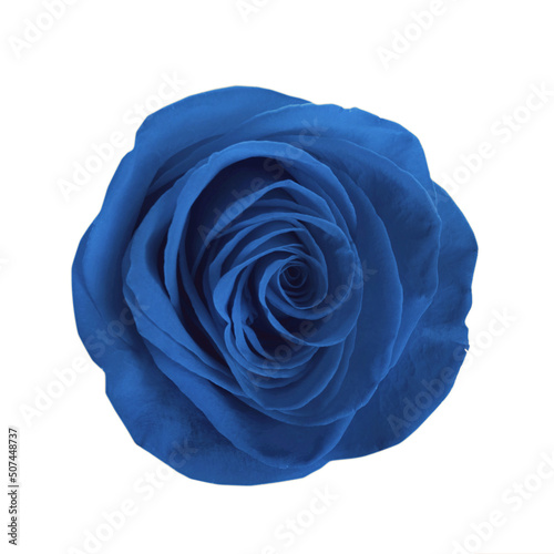 Beautiful blooming blue rose on white background