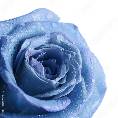 Beautiful light blue rose with water drops on white background, closeup