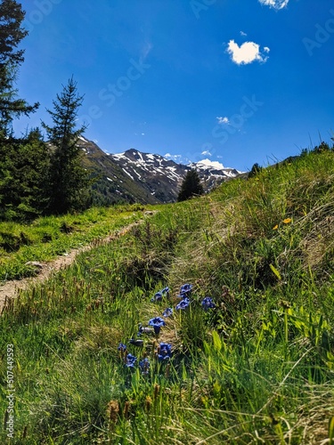 hiking trail in the mountains. Beautiful path through the alps in switzerland. High quality photo. Davos Klosters Swiss photo