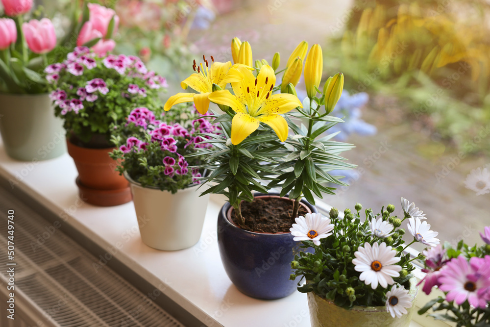 Many beautiful blooming potted plants on windowsill indoors