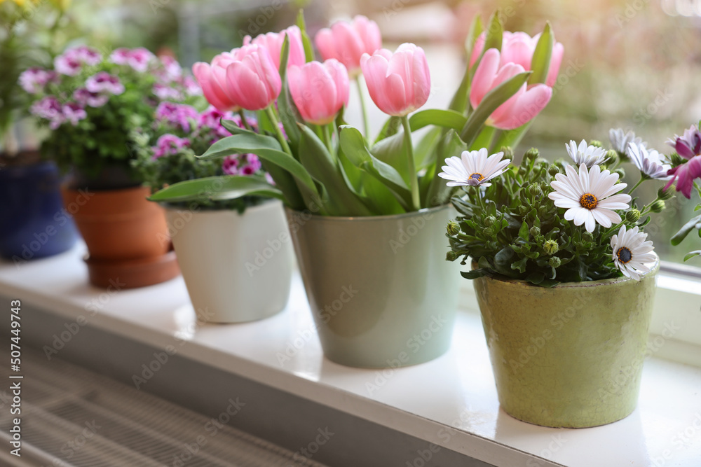 Many beautiful blooming potted plants on windowsill indoors