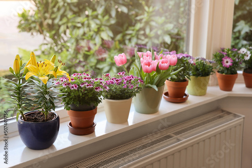 Fototapeta Naklejka Na Ścianę i Meble -  Many beautiful blooming potted plants on windowsill indoors