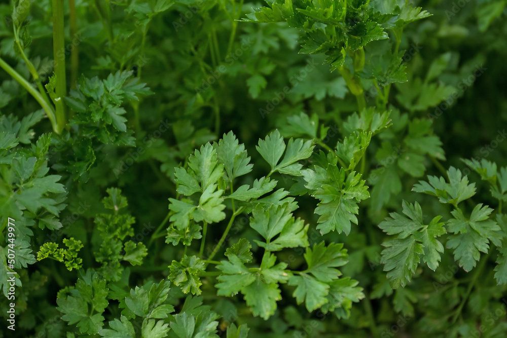 Fresh green parsley as background, closeup view Fresh green parsley as background, closeup view