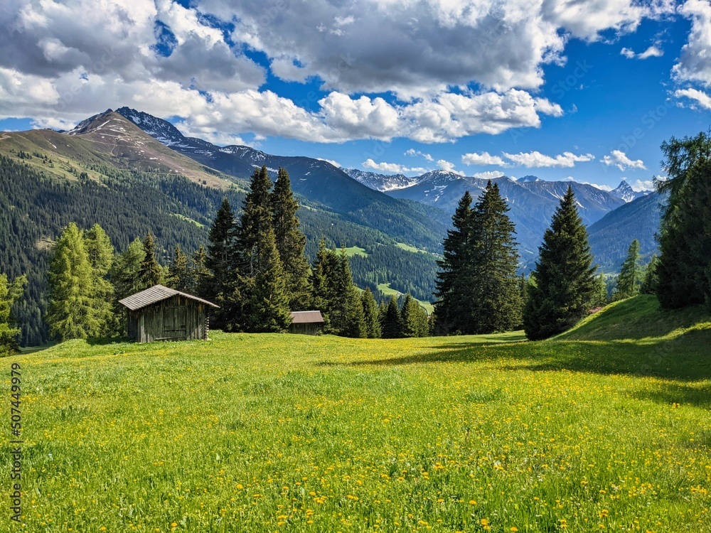 Swiss alp spring in the mountains. Lush green grad on the pasture above davos klostes mountains. High quality photo.