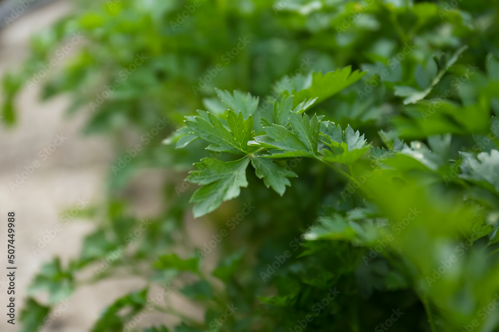 Fresh green parsley growing outdoors on spring day, closeup. Space for text Fresh green parsley growing outdoors on spring day, closeup. Space for text