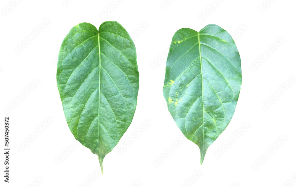 Isolated gurmar leaf or gymnema inodorum dencne leaf with clipping paths. Isolated gurmar leaf or gymnema inodorum dencne leaf with clipping paths.