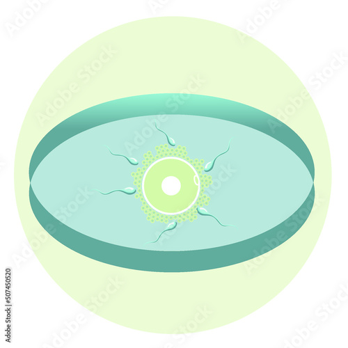 Fertilization of the egg with spermatozoa. Egg and sperm under a microscope. 