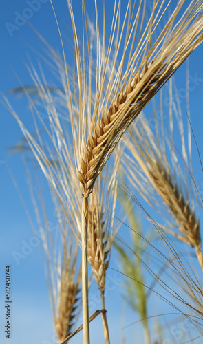 ear of wheat with the background of blue sky from below photo