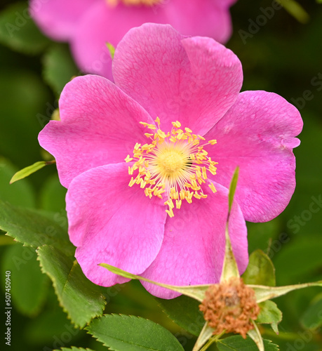 Close-up of rosa pisocarpa ultramontana Belgium