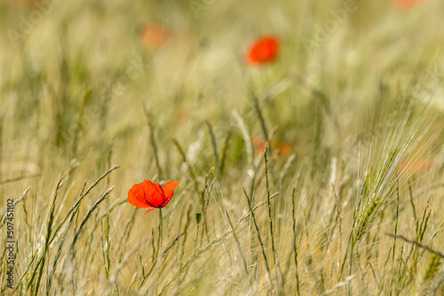 poppy in a wheat field in Provence, France