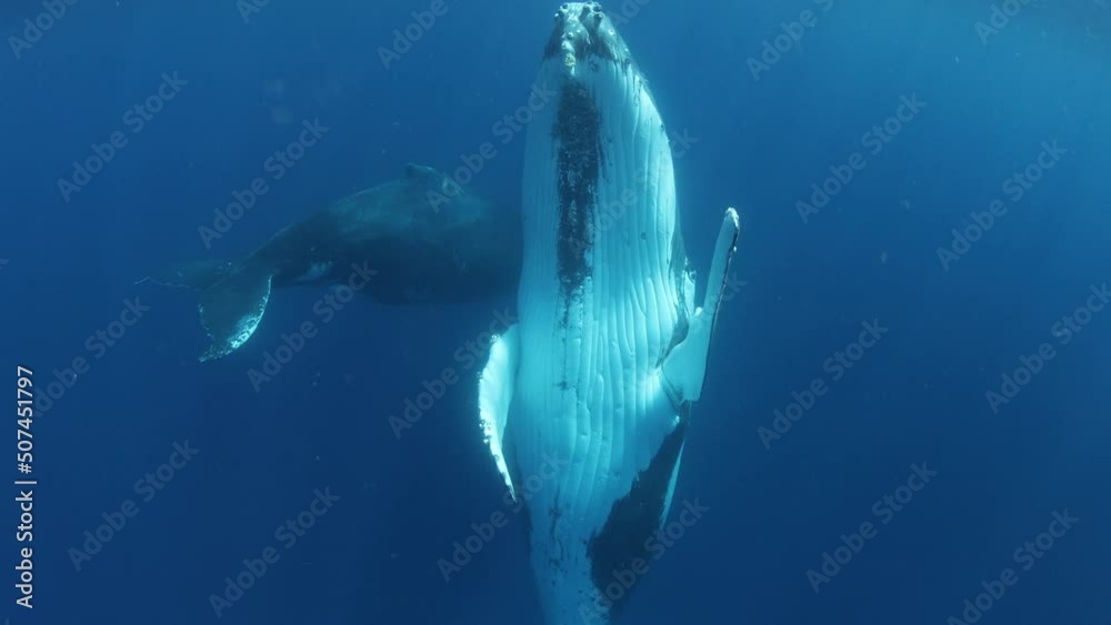 Humpback whales underwater of Pacific Ocean. Giant animal Megaptera Novaeangliae in Tonga Polynesia. Concept of family idyll of whales giant sea animals and underwater megafauna.