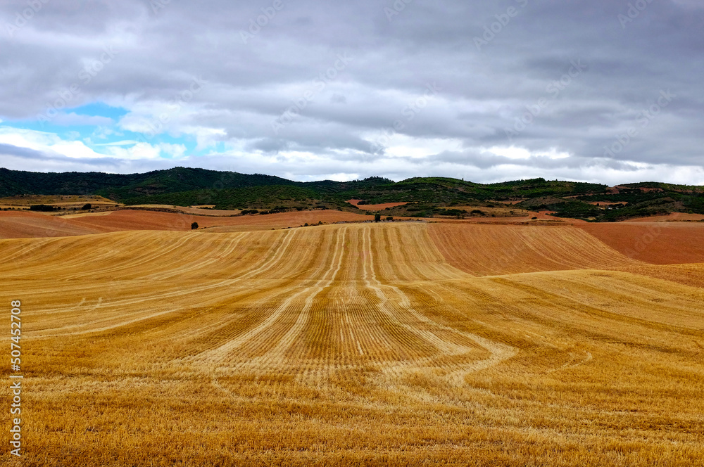 Wheat fields Wheat fields