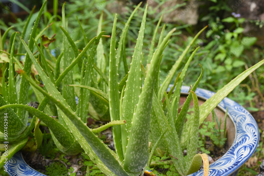 Aloe vera growing in pot in Vietnam Aloe vera growing in pot in Vietnam