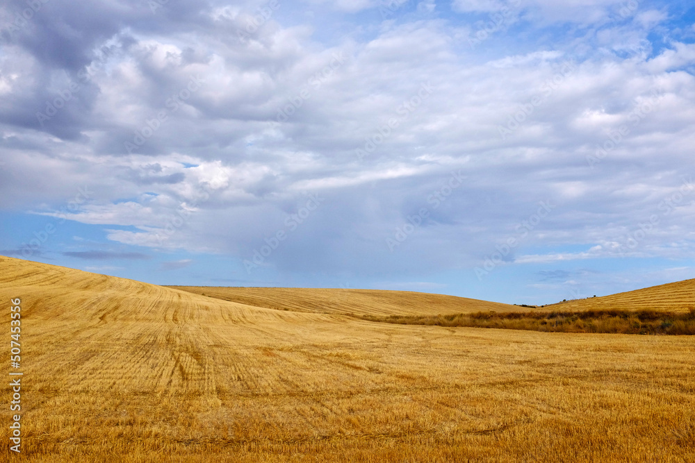 Harvested wheat fields