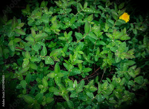 Zielone liście jako klimatyczne tło
