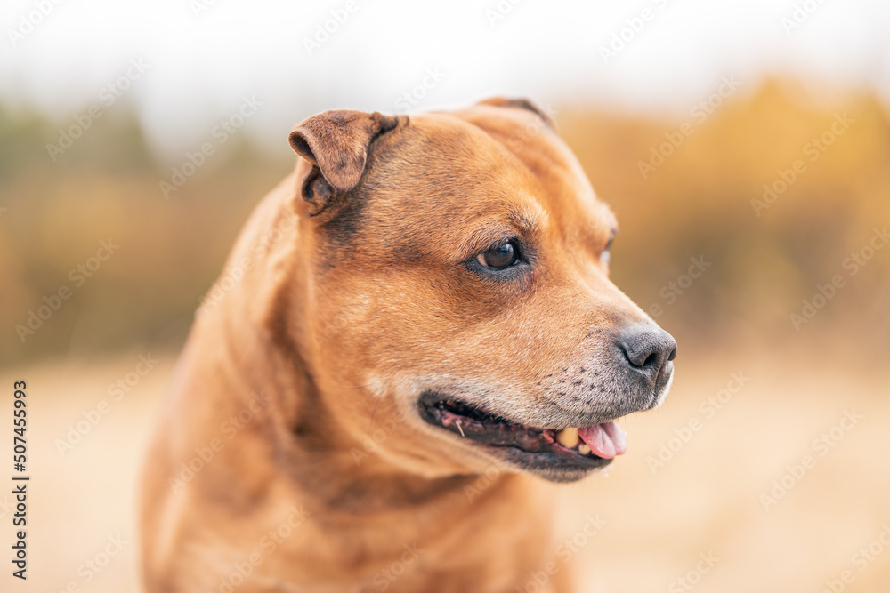 Dog animal portrait with blurred out background. Pro animal photographer. Staffordshire bull terrier.