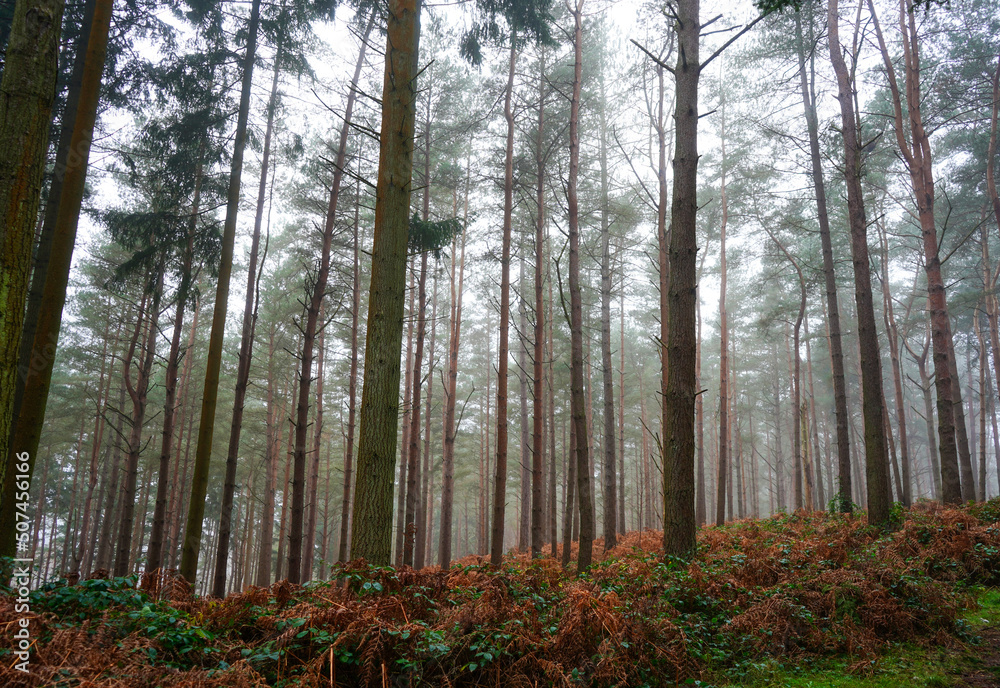 Obraz premium View in to a misty pine forest