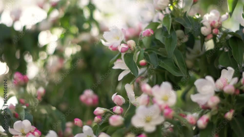 The wind sways the branches of trees with small white flowers The wind sways the branches of trees with small white flowers