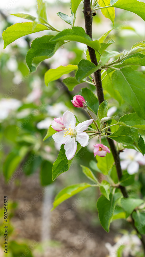 Fototapeta premium blossoming apple trees in the garden, harvest, pollination, horticulture