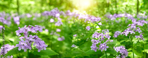 beautiful violet Lunaria rediviva flowers blossoming in forest, natural green background. Lunaria rediviva (Perennial honesty) decorative wild perennial herbaceous plant. spring summer season. banner photo