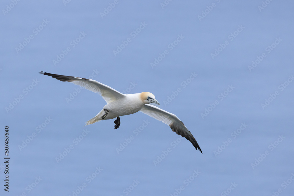 European gannet (Morus bassanus) flying against blue sky at Bempton Cliffs, a nature reserve run by the RSPB, at Bempton in the East Riding of Yorkshire, England