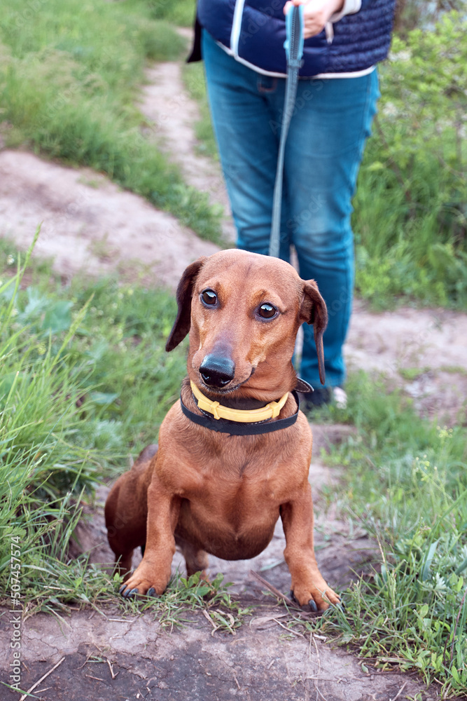 Walking with a dog in nature. The owner leads a red dachshund on a leash