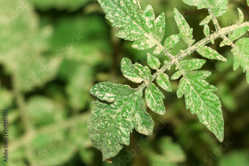 green leaf of tomato plant