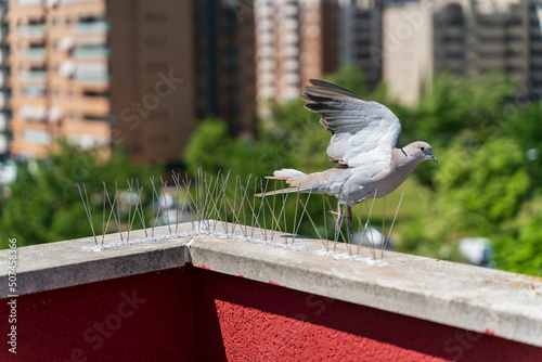 pigeon avoiding perching on the wall by having steel spikes installed to repel birds. Bird pest control concept
