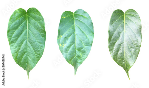 Isolated gurmar leaf or gymnema inodorum dencne leaf with clipping paths.