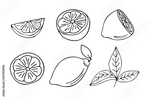 Lemon doodle illustrations set in vector. Hand drawn lemon illustrations collection in vector.