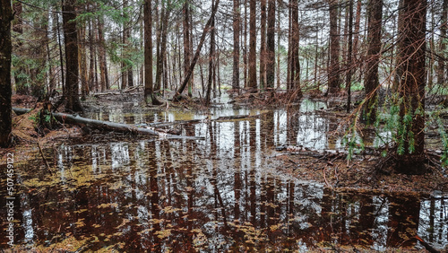 river in the forest