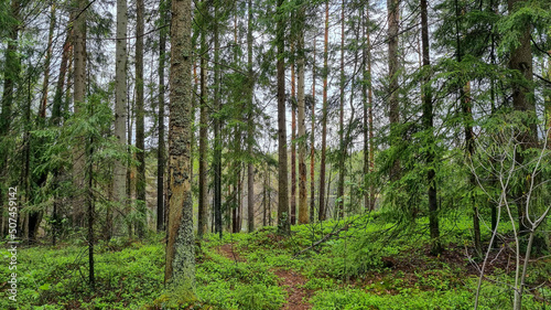 Fototapeta Naklejka Na Ścianę i Meble -  forest in finland