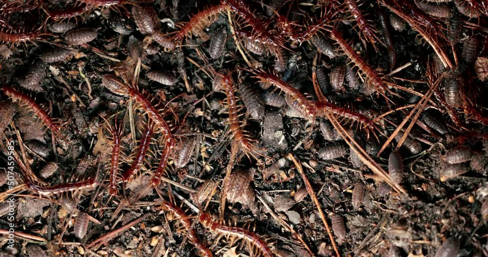 centipedes and woodlouses crawling around centipedes and woodlouses crawling around