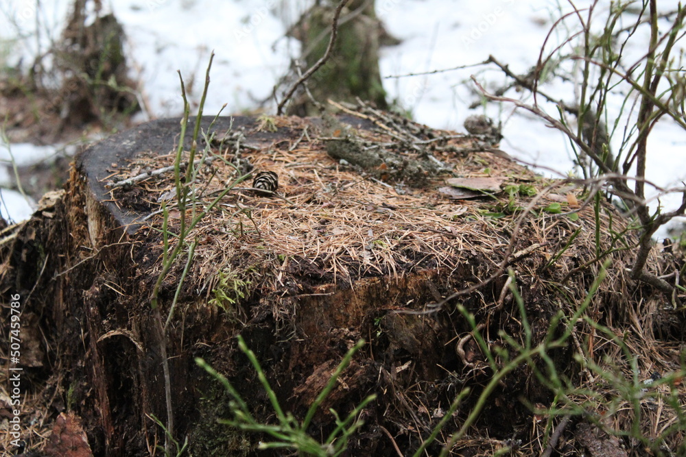 a stump with moss and vegetation in the forest in spring a stump with moss and vegetation in the forest in spring