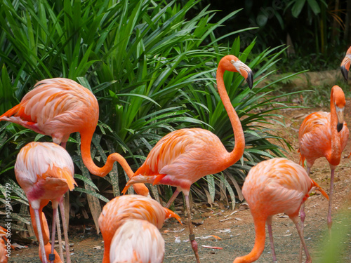 Caribbean flamingos also known as American flamingo  Phoenicopterus ruber  is a large species of flamingo relaxing in water river