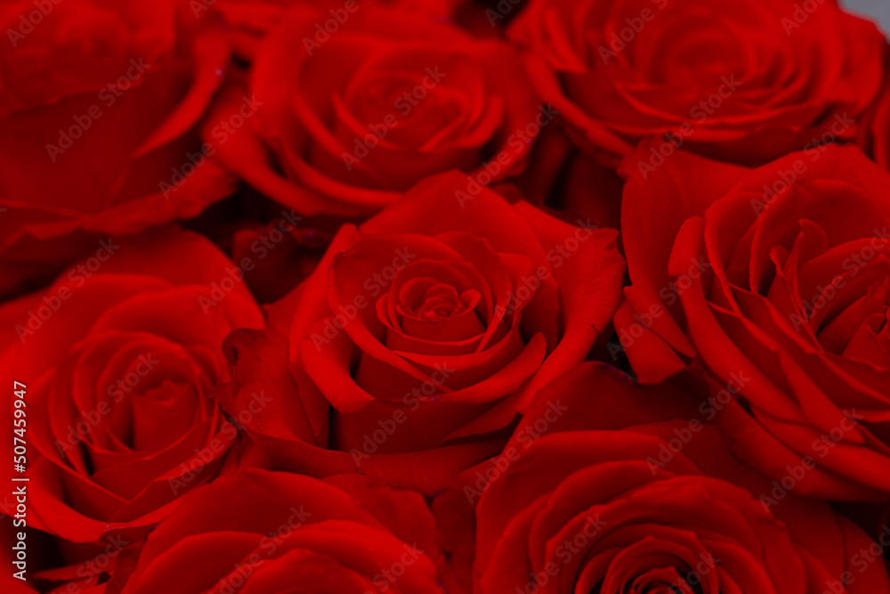 Valentine day. Sensual. Red rose flowers. 