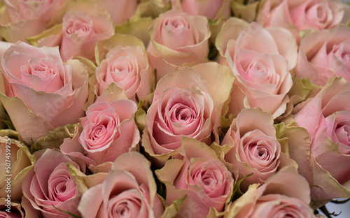 pink roses background