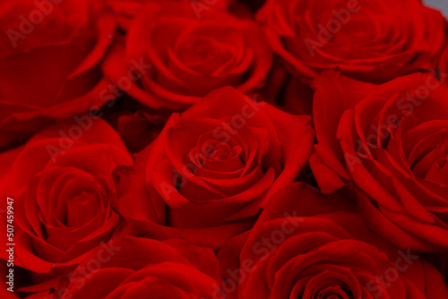 Valentine day. Sensual. Red rose flowers. 