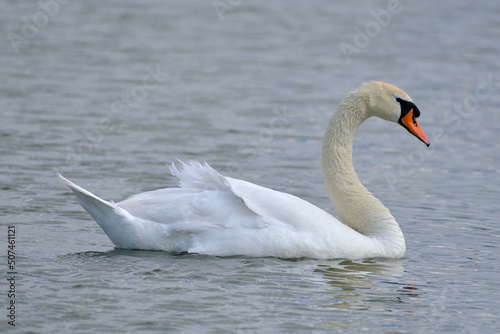 a wonderful swan on a pond