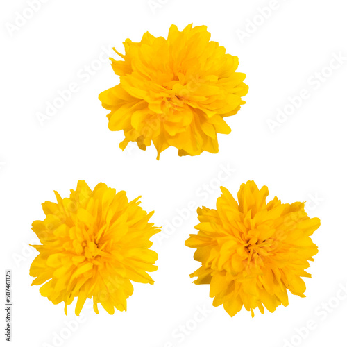 Collection of yellow flower head isolated on white background. Floral pattern object. Flat lay, top view