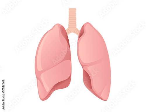 Human Lungs cartoon design human anatomy organ vector illustration on white background
