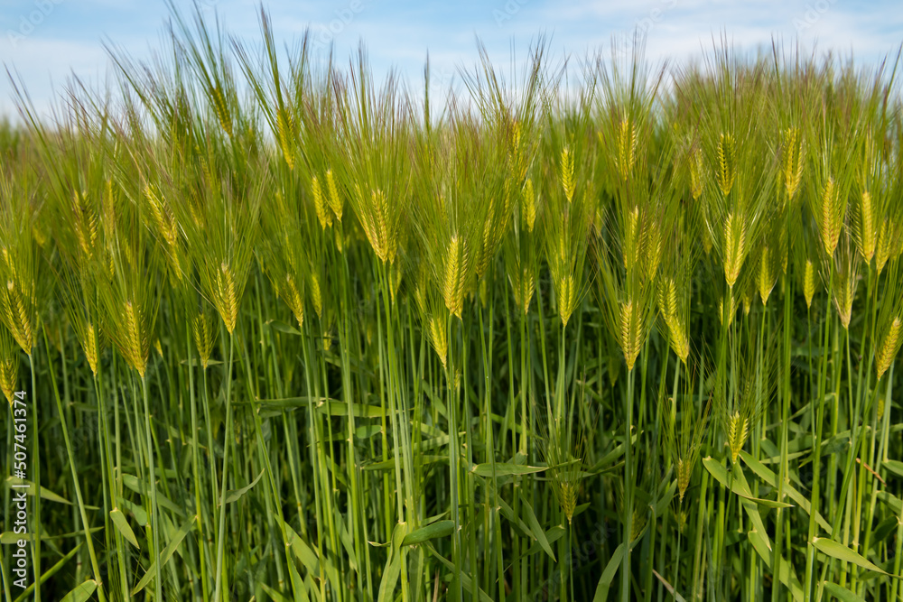 Fototapeta premium Fresh ears of young green wheat
