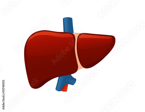 Human liver cartoon design human anatomy organ vector illustration on white background