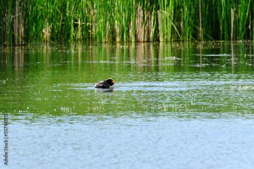 birds on a pond in summer