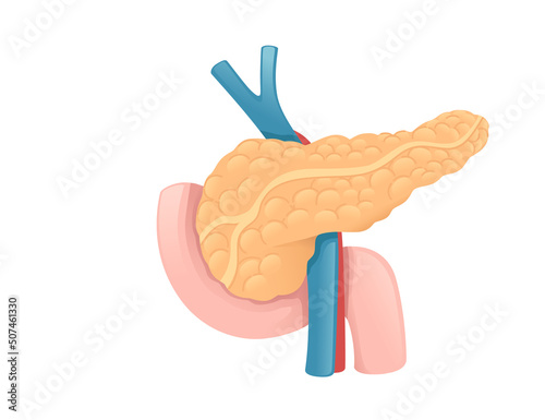 Human Pancreas cartoon design human anatomy organ vector illustration on white background