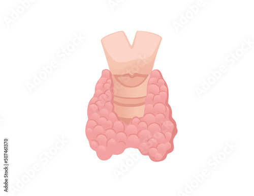 Human thyroid cartoon design human anatomy organ vector illustration on white background