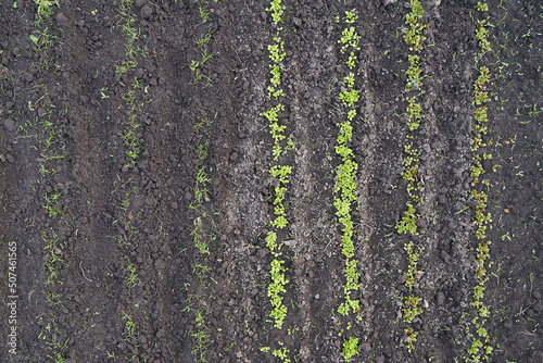Obraz na płótnie Top view of garden bed with lettuce and dill herb sprouts in spring w salonie