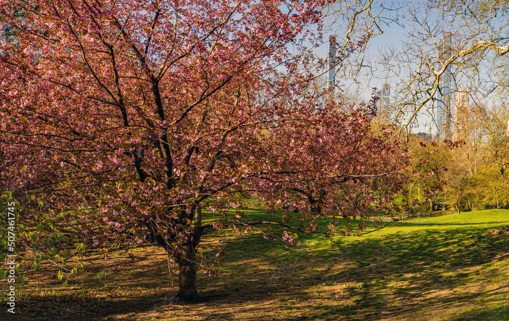 Central Park in spring