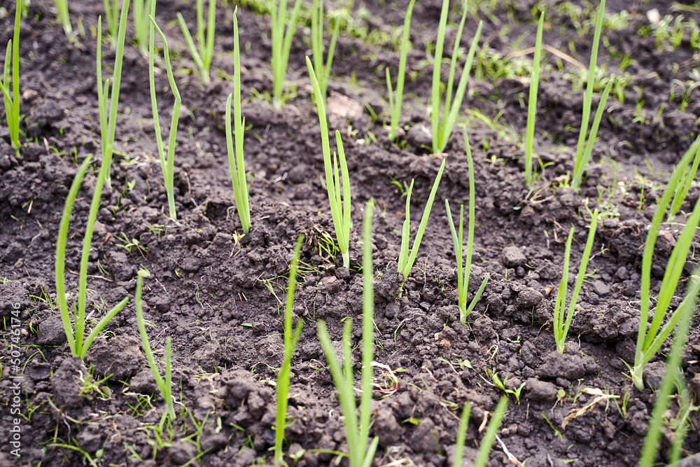 Green fresh onion sprouts on garden bed in organic vegetable garden on a farm