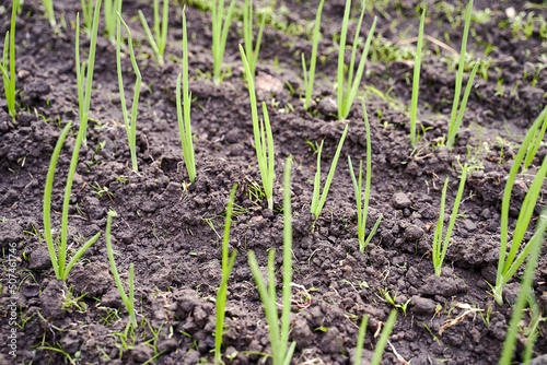 Obraz na płótnie Green fresh onion sprouts on garden bed in organic vegetable garden on a farm w salonie